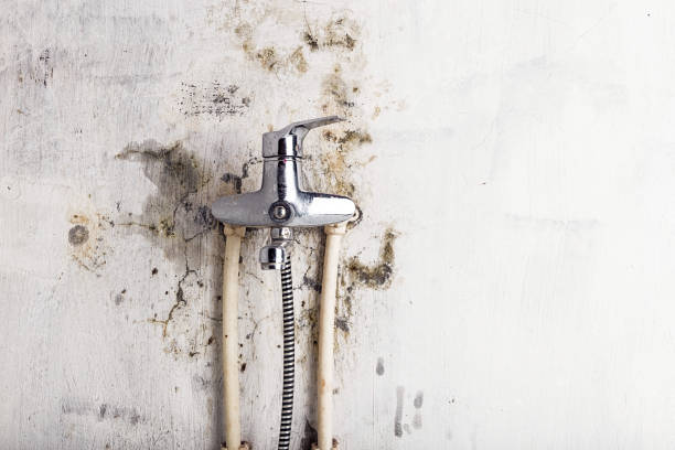 Best Mold Removal Near Me  in Gramercy, LA