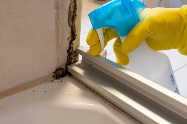 Attic Mold Removal in Gramercy, LA