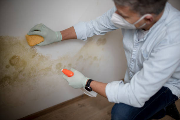 Best Home Mold Removal  in Gramercy, LA