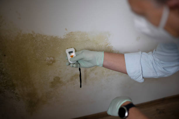 Best Certified Mold Removal  in Gramercy, LA