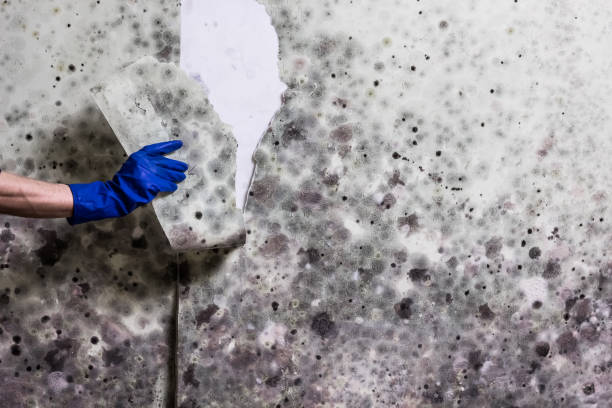 Trusted Gramercy, LA Mold Removal Experts